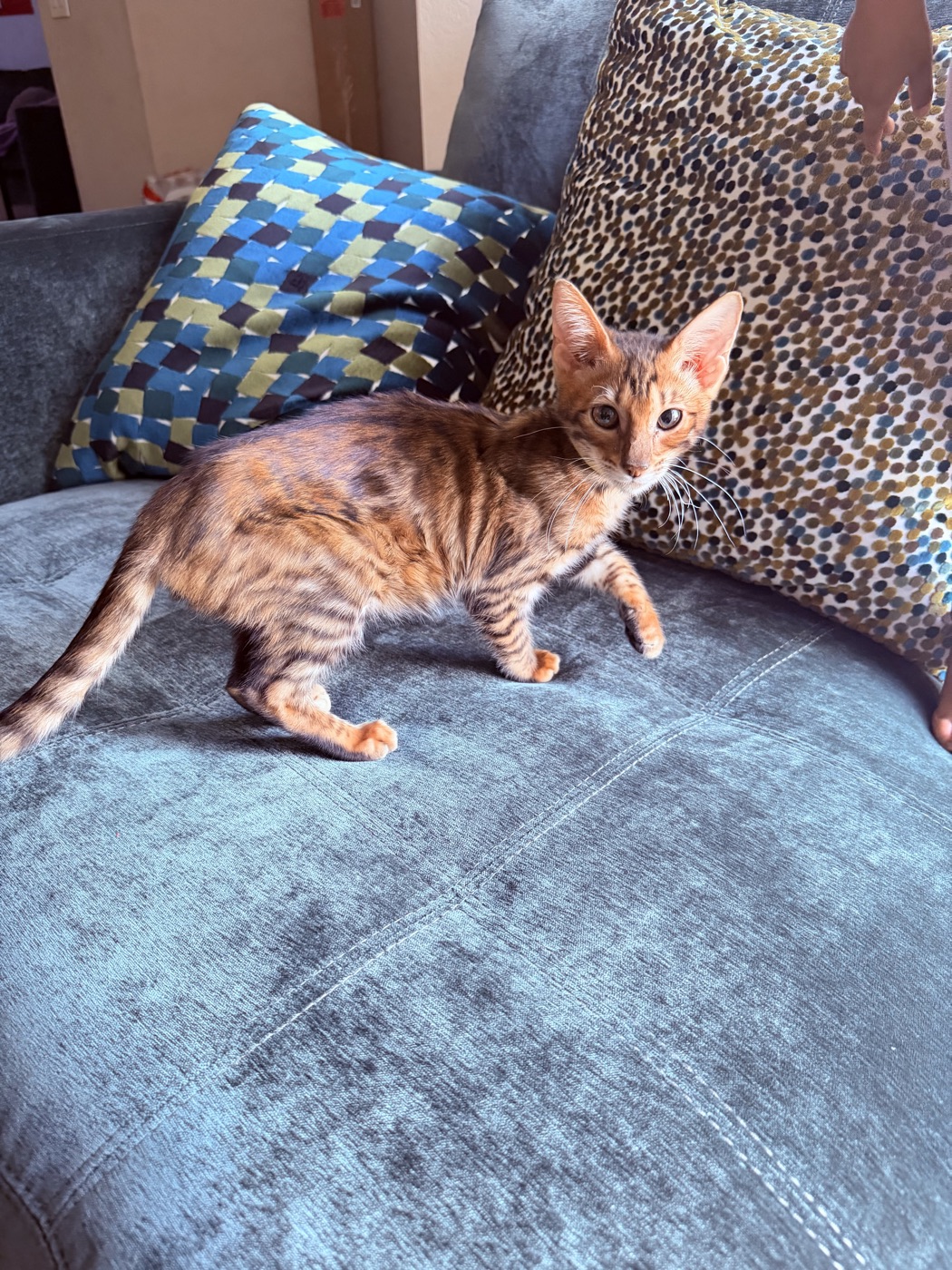 Linda mid-step on the couch, tail up, ears forward, looking at the camera