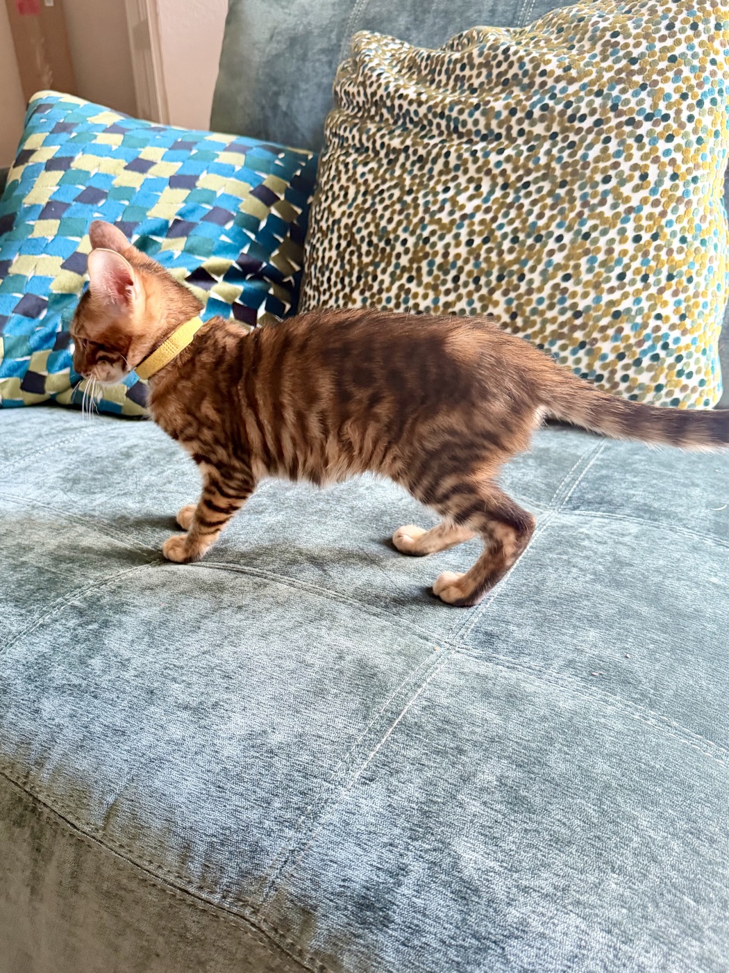 Linda walking along the couch in profile, wearing her yellow collar