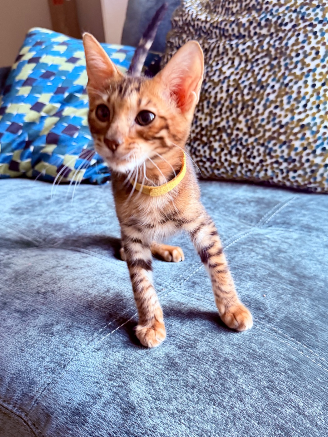 Linda standing and facing the camera, ears alert, yellow collar