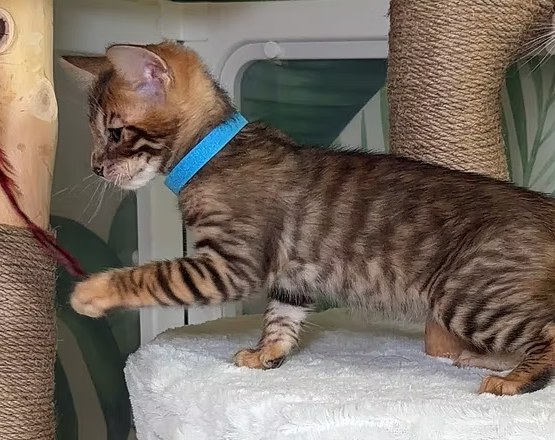 Linda, the toyger kitten, mid-step on her cat tree wearing a blue collar